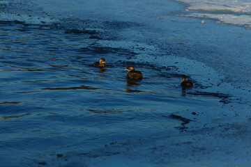 a flock of swans by the river