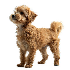 poodle dog standing isolated on transparent background, element remove background, element for design