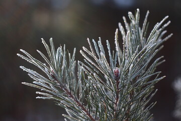 frost on branches