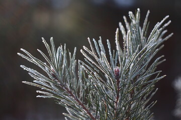 frost on branches