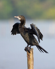 Little Cormorant in natural native habitat seen along the Madu River, Sri Lanka