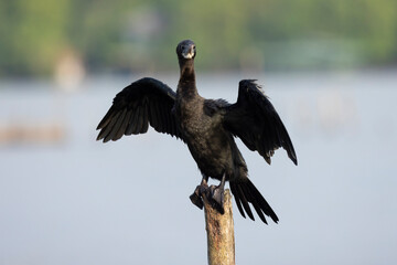 Little Cormorant in natural native habitat seen along the Madu River, Sri Lanka