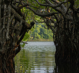 Mangrove swamp along the Madu River near Bentota, southern Sri Lanka