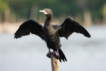 Little Cormorant in natural native habitat seen along the Madu River, Sri Lanka