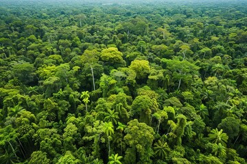 Obraz premium Rainforest conservation Climate change action