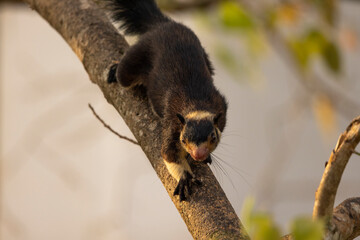Sri Lankan giant squirrel seen in tree in natural native habitat, Bentota Beach, Sri Lanka