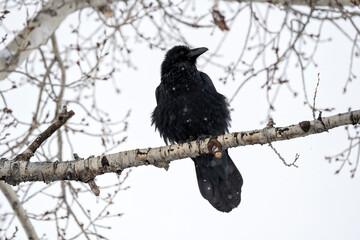 Raven (Corvus corax) perched in cottonwood tree during snowstorm; Grand Teton NP; Wyoming