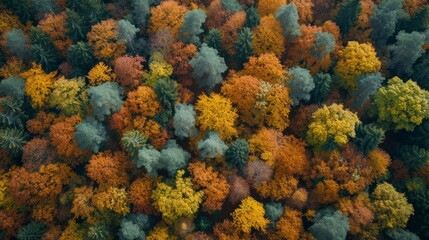 Naklejka na ściany i meble aerial view of deciduous forest in autumn generative ai