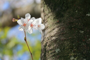 古木の小枝に咲いた桜の花
