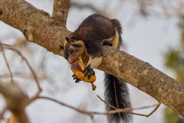 Sri Lankan giant squirrel seen in tree in natural native habitat, with a banana, Bentota Beach, Sri Lanka