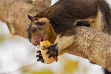 Sri Lankan giant squirrel seen in tree feeding on a banana in natural native habitat, Bentota Beach, Sri Lanka