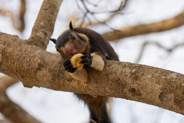 Close up shot of a Sri Lankan giant squirrel seen in tree feeding on a banana in natural native habitat, Bentota Beach, Sri Lanka