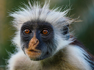 Red Colobus monkeys, found only in Zanzibar. monkeys from the vervet family, which are an endemic...