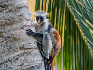 Red Colobus monkeys, found only in Zanzibar. monkeys from the vervet family, which are an endemic...