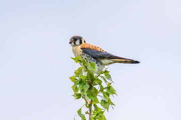 An American Kestrel looking out into the distance while perched atop a budding green branch in early Springtime.