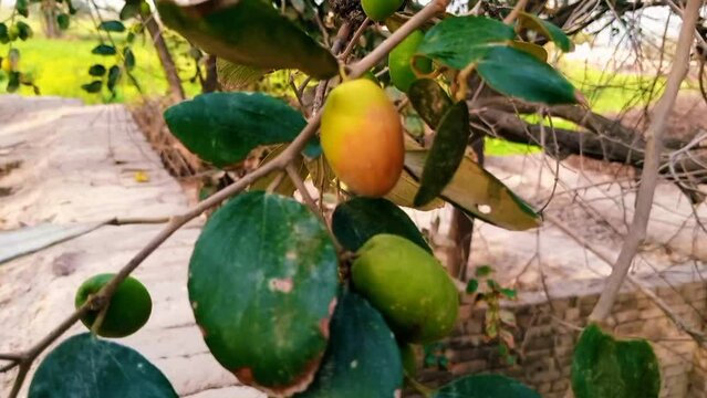 Close-up of ripening jujube hanging on a tree stock video
Jujube - Fruit, Saipan, Agriculture, Autumn, Branch -  Plant Part, Beauty, Berry.
