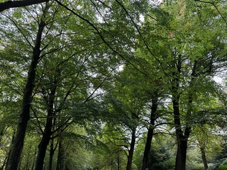 Many high green trees in beautiful park