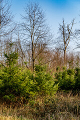 Wiederaufforstung im Mischwald
