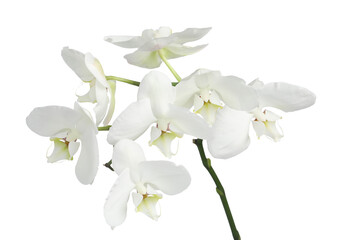 Branch with beautiful orchid flowers isolated on white