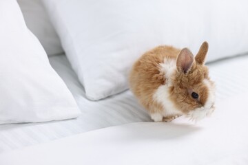 Naklejka premium Cute fluffy pet rabbit on bed. Space for text