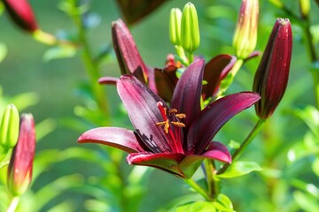 光を浴びて輝くちょうど見頃の黒いユリの花