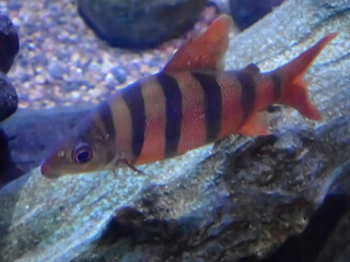 Fish swimming under water