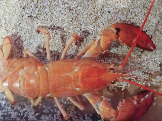 Red Lobster on the sand