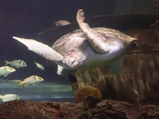Turtle swimming under the ocean