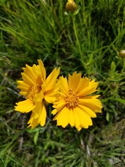 yellow flower in the grass
