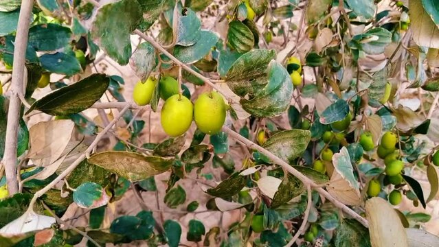 Close-up of ripening jujube hanging on a tree stock video
Jujube - Fruit, Saipan, Agriculture, Autumn, Branch -  Plant Part, Beauty, Berry.