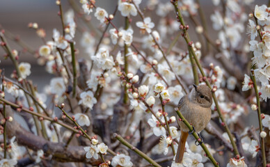 白梅とかわいいジョウビタキ