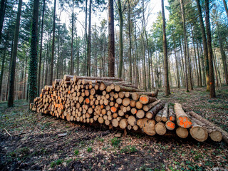 Gefällte und markierte Baumstämme im Wald