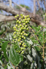 Green berries and leaves on a mangrove tree in a coastal habitat