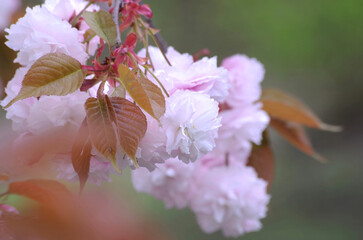 桜