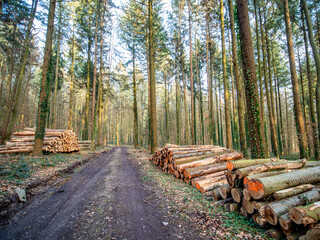 Gefällte und markierte Baumstämme im Wald