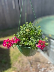 Potted plants in time for spring