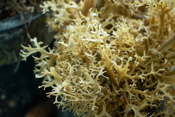 seaweed or sea moss natural source of vitamins and minerals