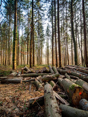 Gefällte und markierte Baumstämme im Wald