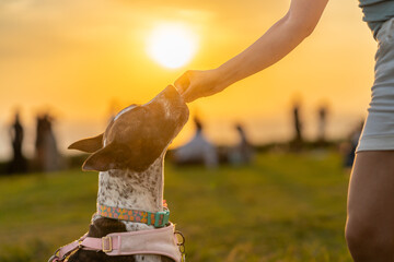 Rewarding a Loyal Dog with a Treat at Sunset