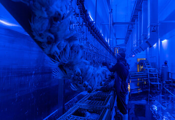 The workers hang chickens in the blue light room.