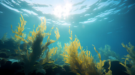 Obraz premium Seaweed and natural sunlight underwater seascape in the ocean