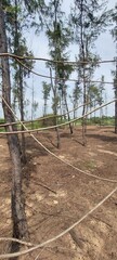 fence in the woods