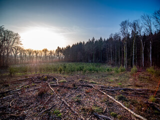 Wiederaufforstung im Mischwald