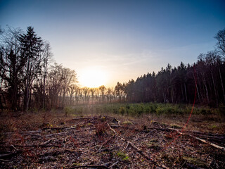 Wiederaufforstung im Mischwald