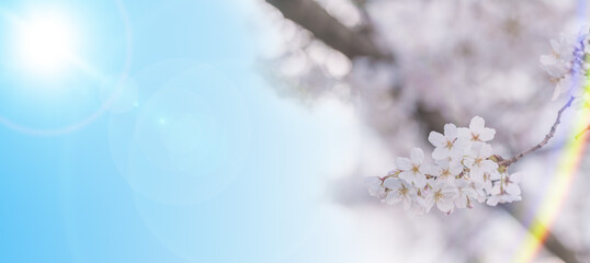 春　満開の桜の花の季節の背景　タイトルスペースにレンズフレア・入学入社新生活のイメージ　