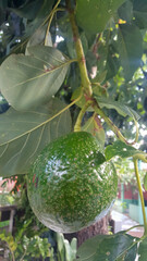 Abacate ainda verde, pendurado no galho com folhas verdes.