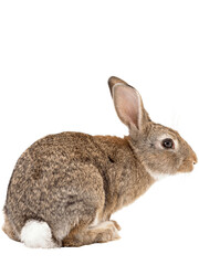Obraz premium rabbit isolated on white