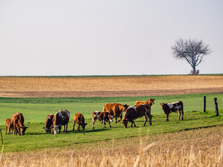 Kühe grasen auf einer Weide

