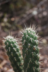 close up of cactus vertical