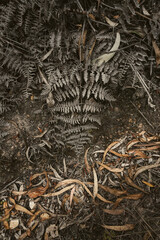 fern and dry leaves